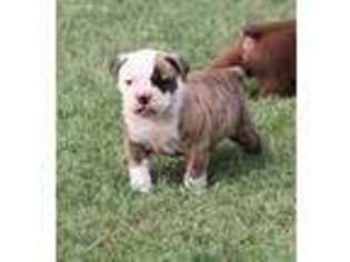 Olde English Bulldogge Puppy for sale in Lexington, OK, USA