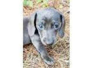 Dachshund Puppy for sale in Maud, TX, USA