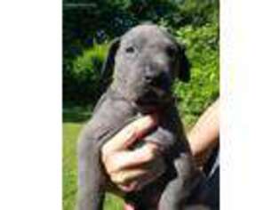 Great Dane Puppy for sale in Neosho, MO, USA