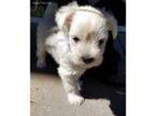 Mutt Puppy for sale in Blooming Prairie, MN, USA