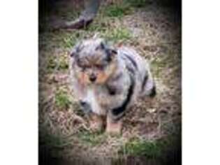 Miniature Australian Shepherd Puppy for sale in Zebulon, NC, USA