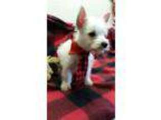 West Highland White Terrier Puppy for sale in Alvaton, KY, USA