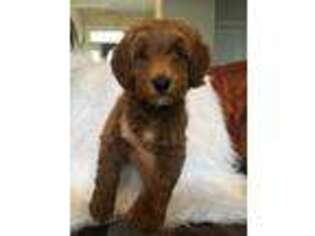 Goldendoodle Puppy for sale in Morehead City, NC, USA