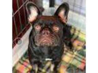 French Bulldog Puppy for sale in Flint, MI, USA