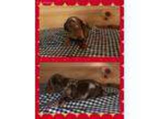 Dachshund Puppy for sale in Niangua, MO, USA