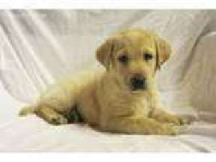 Labrador Retriever Puppy for sale in Stigler, OK, USA