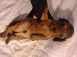 Dachshund Puppy for sale in Sacramento, CA, USA