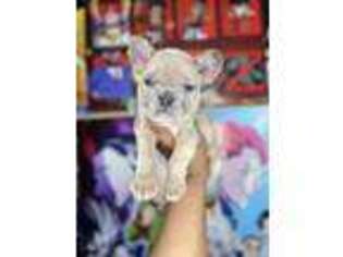 French Bulldog Puppy for sale in Vallejo, CA, USA