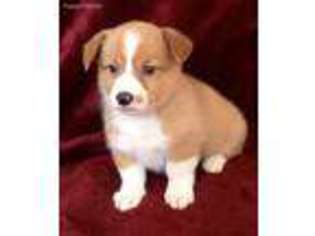 Pembroke Welsh Corgi Puppy for sale in Mount Gilead, OH, USA