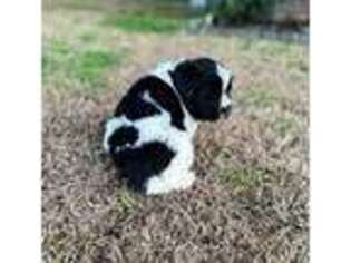 Newfoundland Puppy for sale in Jacksonville, NC, USA