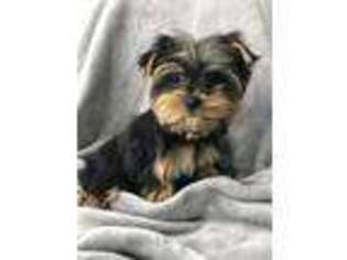 Yorkshire Terrier Puppy for sale in Springfield, MA, USA