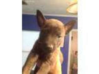 Dutch Shepherd Dog Puppy for sale in Augusta, GA, USA