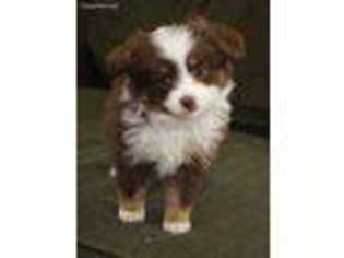 Miniature Australian Shepherd Puppy for sale in Lake Benton, MN, USA