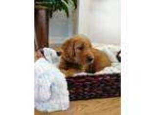 Goldendoodle Puppy for sale in Stem, NC, USA