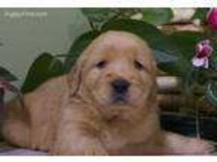 Golden Retriever Puppy for sale in Worley, ID, USA