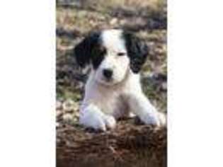 Medium Photo #1 English Setter Puppy For Sale in Tiskilwa, IL, USA
