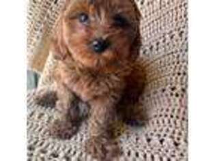 Cavapoo Puppy for sale in Goshen, UT, USA
