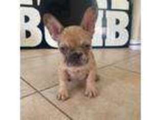French Bulldog Puppy for sale in Chino Hills, CA, USA