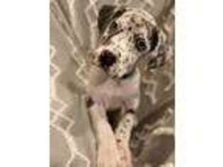 Great Dane Puppy for sale in Fayetteville, NC, USA