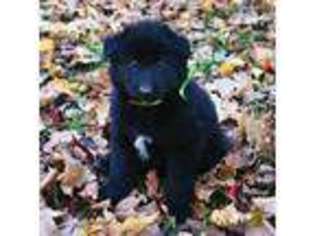 Mutt Puppy for sale in Meredith, NH, USA