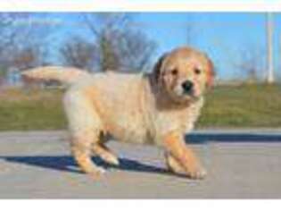 Golden Retriever Puppy for sale in Carthage, MO, USA