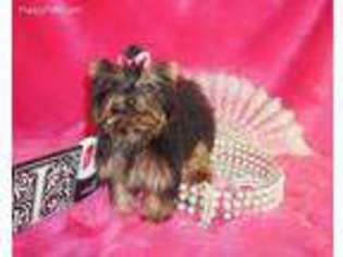 Yorkshire Terrier Puppy for sale in Clayton, OK, USA