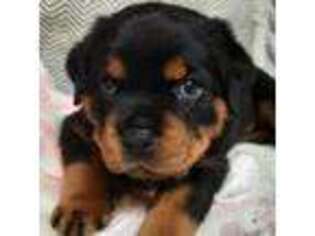 Rottweiler Puppy for sale in New Lexington, OH, USA