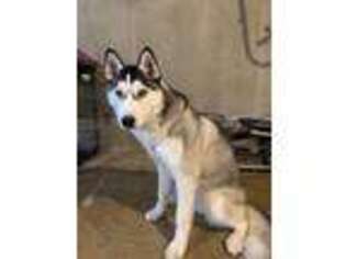 Siberian Husky Puppy for sale in Harwood Heights, IL, USA