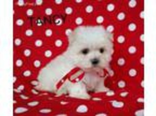 Medium Photo #1 Maltese Puppy For Sale in Summerfield, NC, USA