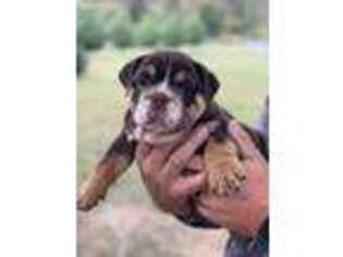 Bulldog Puppy for sale in Topmost, KY, USA