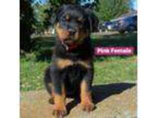 Rottweiler Puppy for sale in Goodlettsville, TN, USA