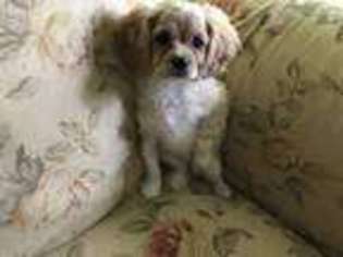 Cavapoo Puppy for sale in Santa Rosa, CA, USA