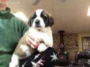 Saint Bernard Puppy for sale in Weldona, CO, USA
