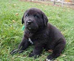 Labrador Retriever Puppy for sale in Pottstown, PA, USA