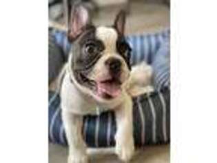 French Bulldog Puppy for sale in Independence, MO, USA