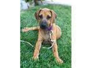 Rhodesian Ridgeback Puppy for sale in Georgetown, TX, USA