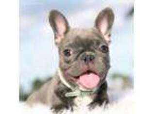 French Bulldog Puppy for sale in Pembroke Pines, FL, USA