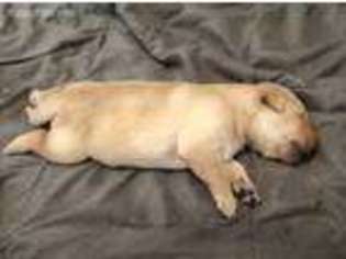 Labrador Retriever Puppy for sale in Reddick, FL, USA