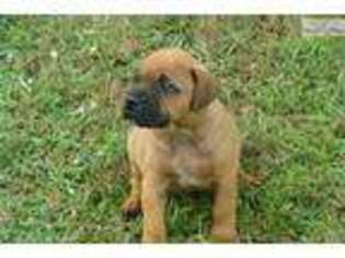 Bullmastiff Puppy for sale in Fort Myers, FL, USA