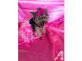 Yorkshire Terrier Puppy for sale in KEENE, NH, USA