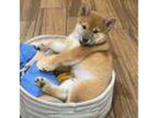 Shiba Inu Puppy for sale in Magnolia, TX, USA