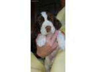 English Springer Spaniel Puppy for sale in Hudson, NH, USA