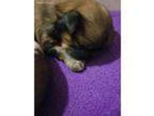 Mutt Puppy for sale in Moline, IL, USA