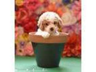Goldendoodle Puppy for sale in Oak Ridge, TN, USA