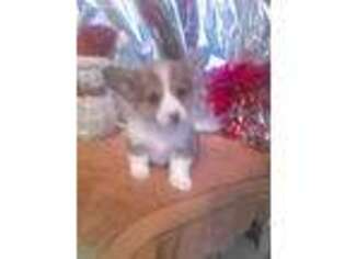 Pembroke Welsh Corgi Puppy for sale in Lamar, MO, USA