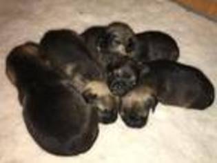 Border Terrier Puppy for sale in Chinnor, , United Kingdom