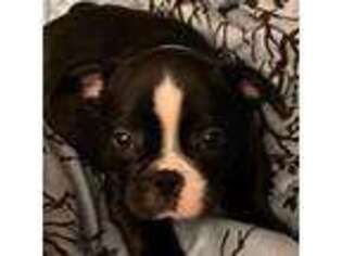 French Bulldog Puppy for sale in Randolph, MA, USA