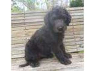 Labradoodle Puppy for sale in Hartwell, GA, USA