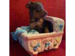 Miniature Pinscher Puppy for sale in Garrison, TX, USA