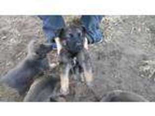 German Shepherd Dog Puppy for sale in Hazel Crest, IL, USA